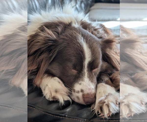 Medium Photo #4 Collie-Unknown Mix Puppy For Sale in Germantown, OH, USA