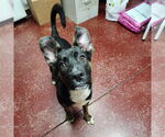 Small #35 American Pit Bull Terrier-German Shepherd Dog Mix
