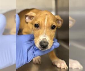 Labrador Retriever Dogs for adoption in Houston, TX, USA