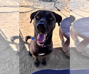 Doberman Pinscher-Neapolitan Mastiff Mix Dogs for adoption in Incline Village, NV, USA