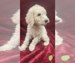 Small Photo #4 Goldendoodle Puppy For Sale in FRESNO, CA, USA