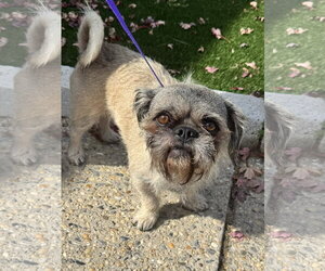 Archie - Male Brussels Griffon-Unknown Mix Dog for Adoption - Photo #3