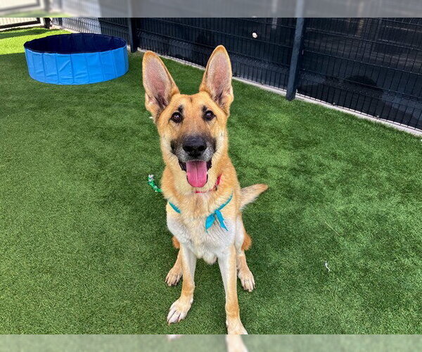 Medium Photo #3 German Shepherd Dog Puppy For Sale in Orange, CA, USA