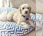 Small #2 Poodle (Miniature) Mix
