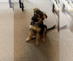 Small Photo #78 German Shepherd Dog Puppy For Sale in LA FAYETTE, NY, USA