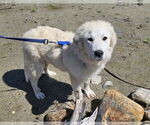 Small #3 Great Pyrenees