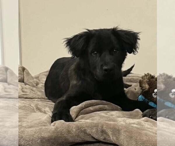 Medium Photo #11 Mutt Puppy For Sale in New York, NY, USA