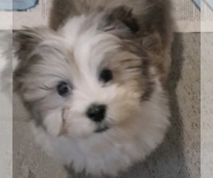 Havanese Puppy for sale in LIVONIA, MI, USA