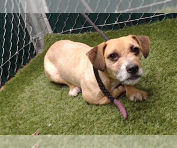 Medium Photo #1 Dachshund-Unknown Mix Puppy For Sale in Downey, CA, USA