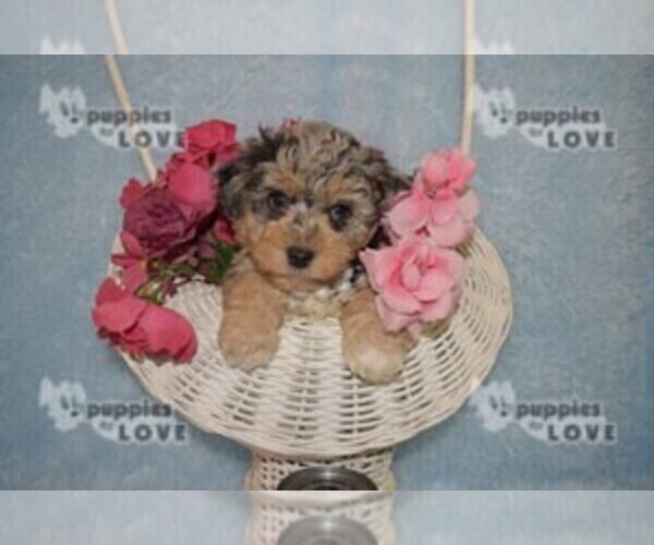 Medium Photo #11 Aussiedoodle Puppy For Sale in SANGER, TX, USA