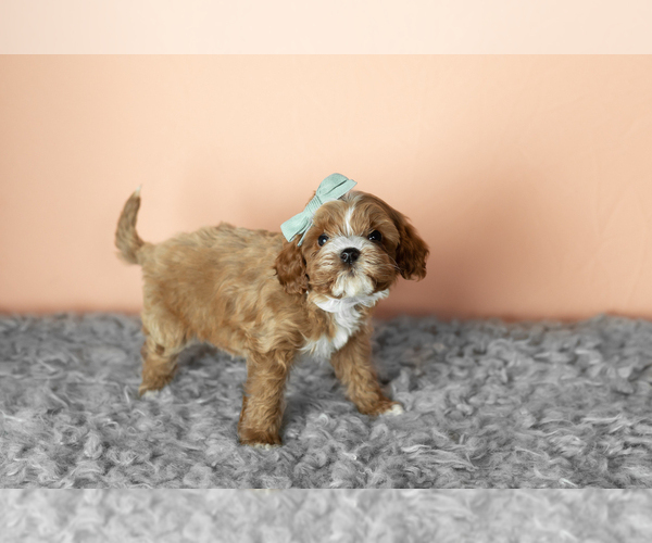 Medium Photo #7 Cavapoo mix (+ Poodle Miniature) Puppy For Sale in MILLERSBURG, IN, USA