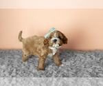 Small #6 Cavapoo mix (+ Poodle Miniature)