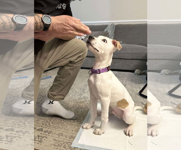 Medium Photo #4 Siberian Husky-Unknown Mix Puppy For Sale in GILBERTS, IL, USA