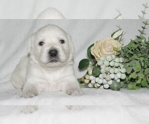 Labrador Retriever Puppy for sale in FORT COLLINS, CO, USA