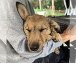 Small #2 Mutt