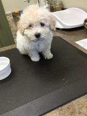 Poodle (Miniature) Puppy for sale in MOSCOW, ID, USA