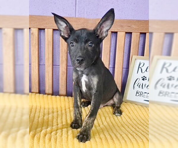Medium Photo #2 Mutt Puppy For Sale in Genesee, WI, USA