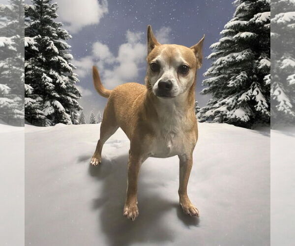 Medium Photo #4 Chihuahua Puppy For Sale in Lexington, SC, USA