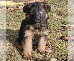 German Shepherd Dog Puppy for sale in BILLINGS, MT, USA