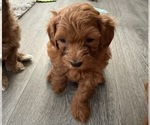 Small Photo #3 Maltipoo Puppy For Sale in ATLANTA, GA, USA