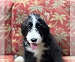 Small Photo #2 Bernedoodle Puppy For Sale in DUNDEE, OH, USA