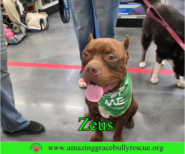 Medium Photo #2 American Bulldog-Unknown Mix Puppy For Sale in Milton, FL, USA