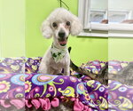 Small #2 Poochon
