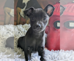 Small #1 Chihuahua Mix