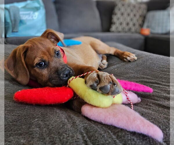 Medium Photo #2 Boxer-Unknown Mix Puppy For Sale in Vail, AZ, USA