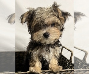 Morkie Puppy for sale in CORNERSVILLE, TN, USA