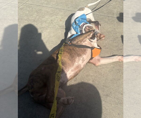 Medium Photo #7 Retriever -Unknown Mix Puppy For Sale in Holly Springs, NC, USA