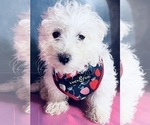 Small Photo #3 Maltipoo Puppy For Sale in DURHAM, CT, USA