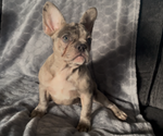 Small #4 French Bulldog