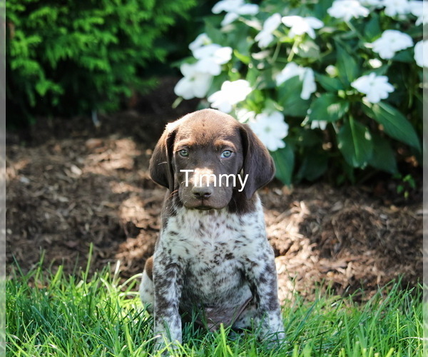 Medium Photo #5 German Shorthaired Pointer Puppy For Sale in GORDONVILLE, PA, USA
