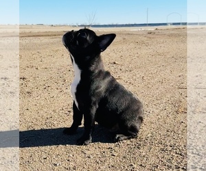 French Bulldog Puppy for sale in HUDSON, CO, USA
