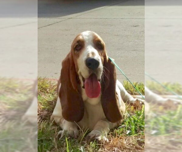 Medium Photo #9 Basset Hound Puppy For Sale in Carrollton, TX, USA