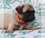 Small Photo #4 Pug Puppy For Sale in CHARLOTT HALL, MD, USA
