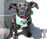 Small #14 Labrador Retriever Mix