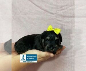 Schnauzer (Miniature) Puppy for sale in WINNSBORO, LA, USA