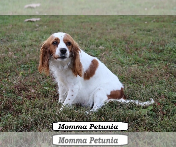 Medium Photo #1 Cavapoo (Miniature) Puppy For Sale in CLARKRANGE, TN, USA