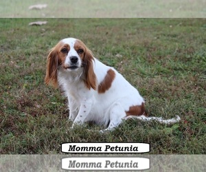 Mother of the Cavapoo (Miniature) puppies born on 07/08/2026