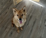 Small Photo #1 Golden Shepherd Puppy For Sale in BUCKEYE, AZ, USA