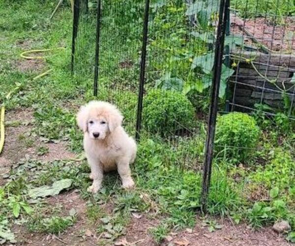 Medium Photo #1 Maremma Sheepdog Puppy For Sale in NORTH BRANCH, NY, USA