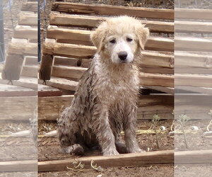 **FRAPPE - Female Aussie Pyrenees Dog for Adoption - Photo #3