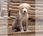 Small Photo #3 Aussie Pyrenees Puppy For Sale in Peralta, NM, USA
