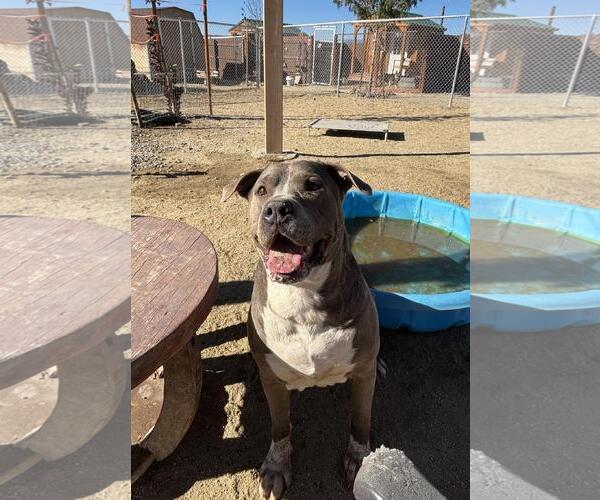 Medium Photo #3 Mutt Puppy For Sale in Incline Village, NV, USA