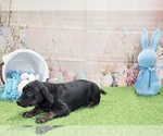 Small #6 Catahoula Leopard Dog