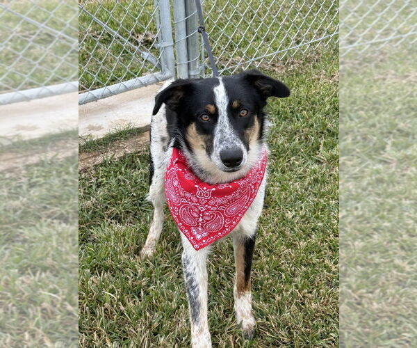Medium Photo #3 Border Collie-Unknown Mix Puppy For Sale in San Leon, TX, USA