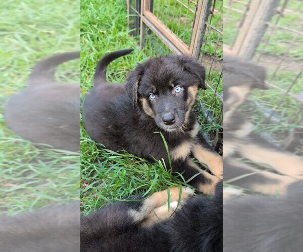 Medium Photo #1 Australian Shepherd Puppy For Sale in SOUTH HILL, VA, USA