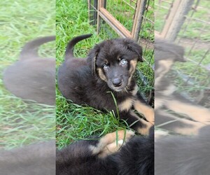 Australian Shepherd Puppy for sale in SOUTH HILL, VA, USA